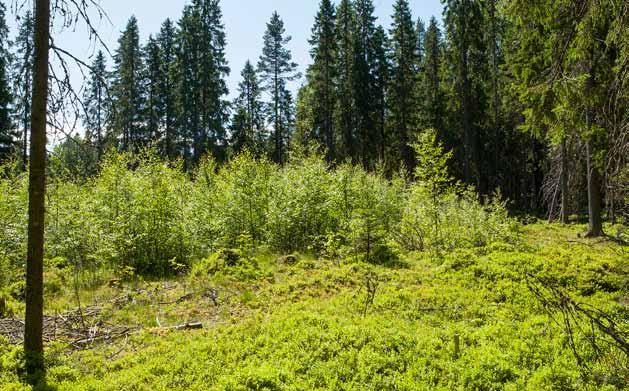 Hyggesfritt - föryngring och inväxning Figur 4. Pionjärträdslag kan gynnas av luckhuggning. Luckorna måste vara tillräckligt stora eftersom kanteffekterna i de små luckorna är stora.