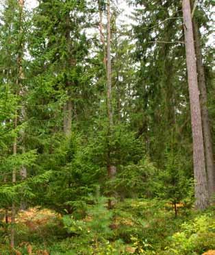 Av Jari Hynynen Flerskiktade, olikåldriga skogar har en lägre virkesproduktion än likåldriga skogar.