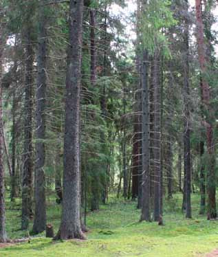 Det är några av flera slutsatser från en jämförande studie av tillväxt i likåldriga och olikåldriga granskogar i Finland.