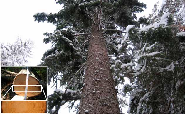 Virkeskvalitet i flerskiktade skogar Av Riikka Piispanen och Sauli Valkonen Det finns en allmän föreställning om att virke från flerskiktade, olikåldriga, skogar har bättre kvalitet än virke från