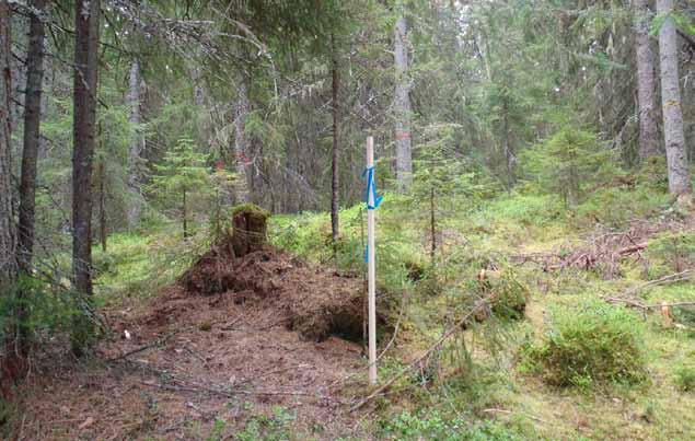 Hyggesfritt - ekonomi Korpmarken - blädning Figur 2. Korpmarken i Jämtland, en flerskiktad granskog som skötts med blädning för 30-60 år sedan. Foto Bo Magnusson.