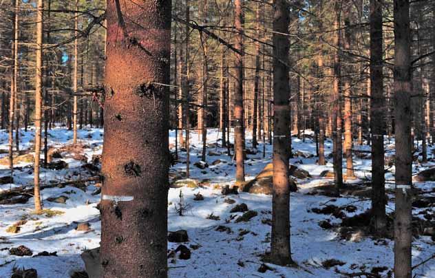 Hyggesfritt - ekonomi Asa - omställning till blädning Figur 4. Asa i Småland, ett ungt gallringsbestånd som sköts för att på sikt skapa skiktning och möjliggöra blädning. Foto Lars Klingström.