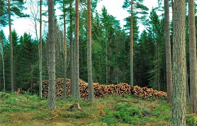 Hyggesfritt - ekonomi Örebro - överhållen högskärm Figur 8. Örebro i Närke, ett tallbestånd som glesas ut till en skärm för att skapa möjligheter för naturlig föryngring.