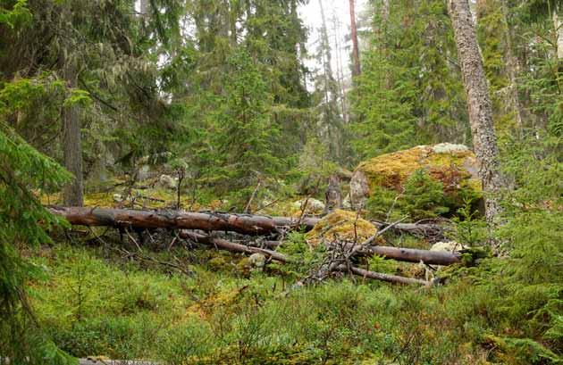 Hyggesfritt - biodiversitet Effekter på biodiversiteten av hyggesfritt skogsbruk Av Adam Felton Ett vanligt antagande är att hyggesfritt skogsbruk gynnar arter som annars missgynnas av det