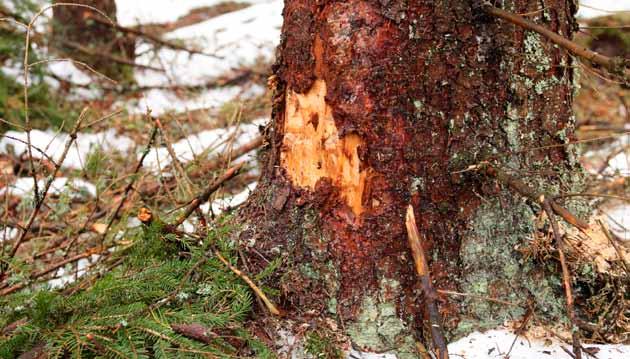 Risk för skador i flerskiktad skog Av Seppo Nevalainen Hur påverkas risken för skador på skogen vid en övergång från trakthyggesbruk till hyggesfritt skogsbruk med blädning?