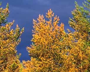 Hyggesfritt - skador Gremmeniella abietina Gremmeniella abietina (anamorf: Brunchorstia pinea) kan orsaka skador på barr och grenverk (knopp och grentorka) och dessutom sårskador på stammen