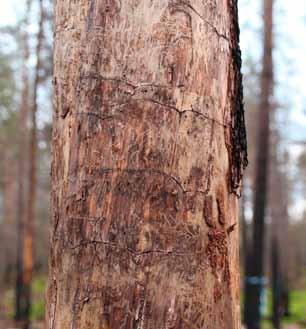 Hyggesfritt - skador Baier m.fl. 2007). I Finland har man funnit att det sällan är risk för kvarvarande bestånd om det finns färre än 20 vindfällda granar i skogen (Eriksson m.fl. 2007). I Skandinavien finns många exempel på svåra utbrott efter stormar (Christiansen & Bakke 1988, Eidmann 1992, Lindelöw & Schröder 2008).