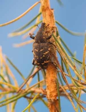 Hyggesfritt - skador markberedning, skärmträd och genom att skydda plantorna med insekticider eller mekaniska skydd (von Sydow 1997, Nordlander m.fl. 2011).