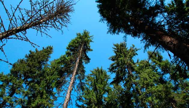 Hyggesfritt skogsbruk och klimatet Av Tomas Lundmark Hyggesfritt skogsbruk beskrivs ofta som ett skötselsystem som gynnar många ekosystemtjänster.