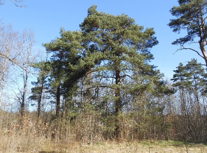 En mindre del av området består av sandig-moig morän. Förorenad mark Inga kända markföroreningar finns i området. Radon Delar av planområdet är utpekade som ev. högriskområde vad beträffar markradon.