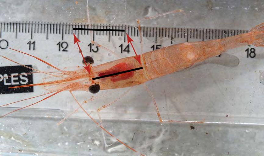 Figur 3.2. Carapaxlängden mäts från baksidan av ögonhålan till bakkant av carapax.