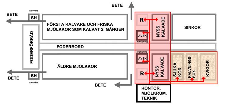 Korna grupperas med tanke på mjölkningen Från avdelningen för nyss kalvade kor flyttas kon till den egentliga mjölkningsavdelningen.