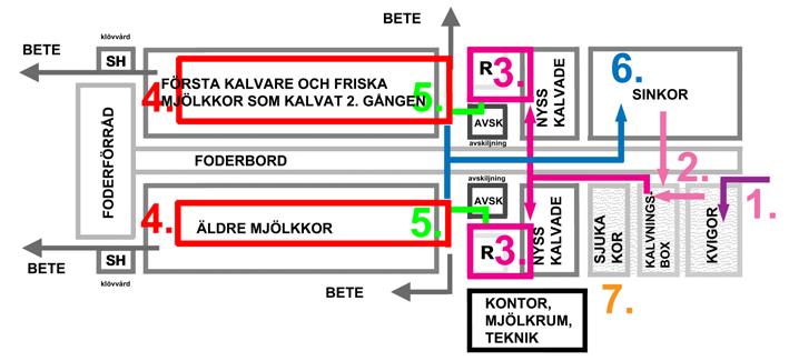 Kvigan tas in i mjölkkornas lösdriftsstall De dräktiga kvigorna flyttas till mjölkkornas lösdriftsstall minst en men helst två månader före kalvningen (bild 6).