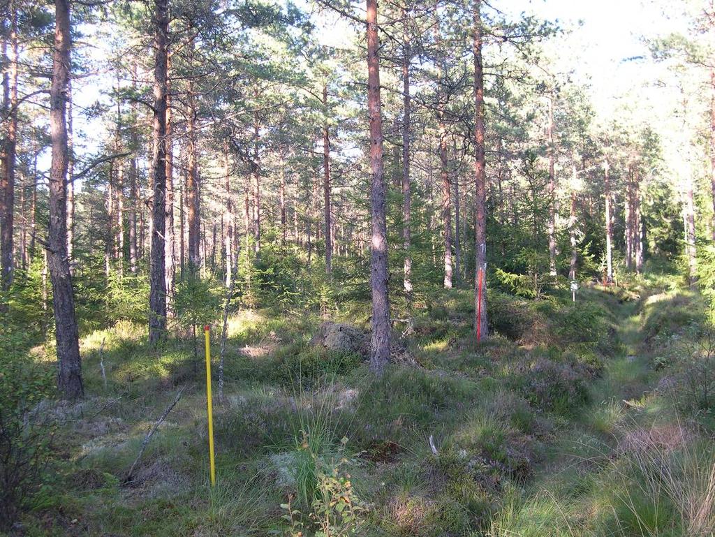 1.3 MÅL OCH MÅLGRUPP Målet med projektet är att ge askavnämare och skogsbruket ett bättre underlag för att kunna bedöma effekterna av en askåterföring på trädens tillväxt i barrskog.