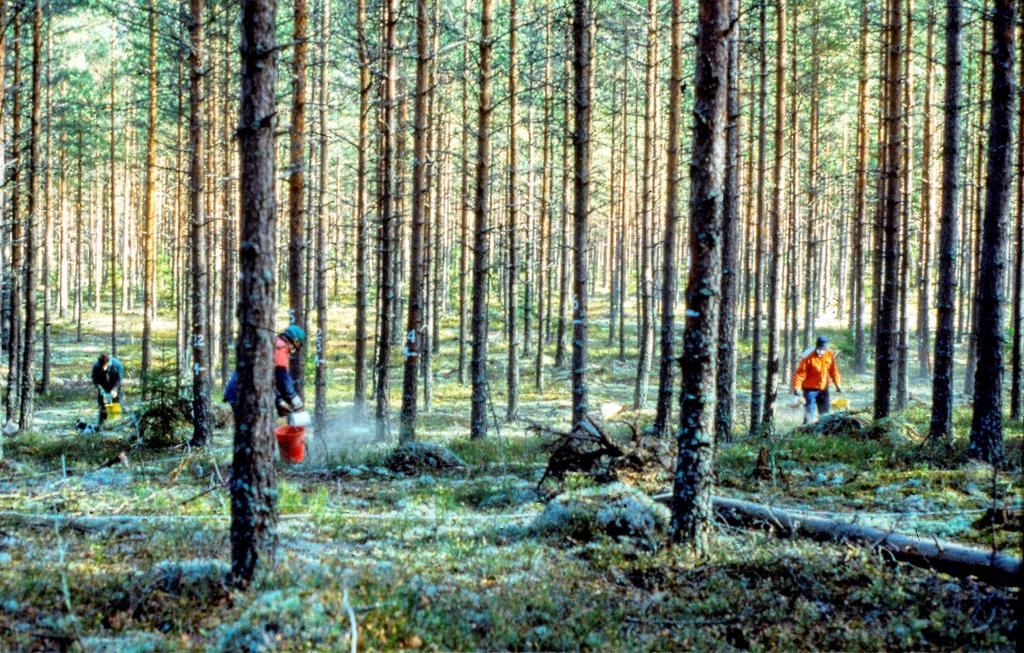 volymtillväxteffekt (tillväxt relativt obehandlad kontroll) som beroende variabel, ett värde per försökslokal.