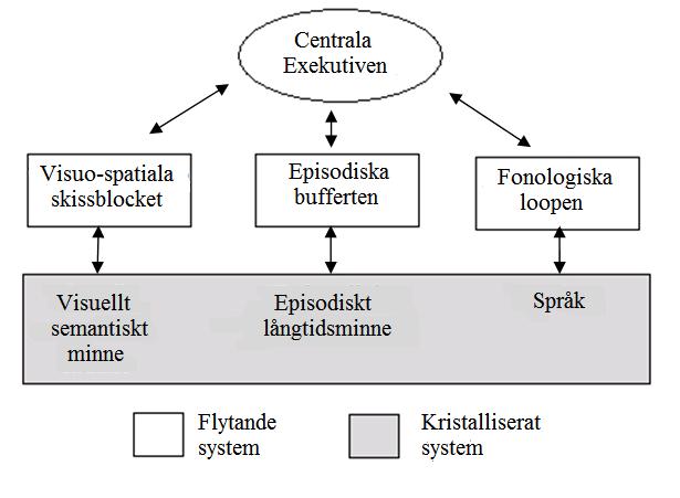 Figur 1. Gjord efter Baddeleys modell. Nuvarande flerkomponentsmodell där arbetsminnet är det flytande systemet och långtidsminnet det kristalliserade.