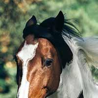 Ena örat bakåt kan däremot betyda att hästen lyssnar. Avslappnad Öronen lite åt sidorna. Rädd Visar ofta vitögat, kroppen är på helspänn och öronen spelar åt alla håll.