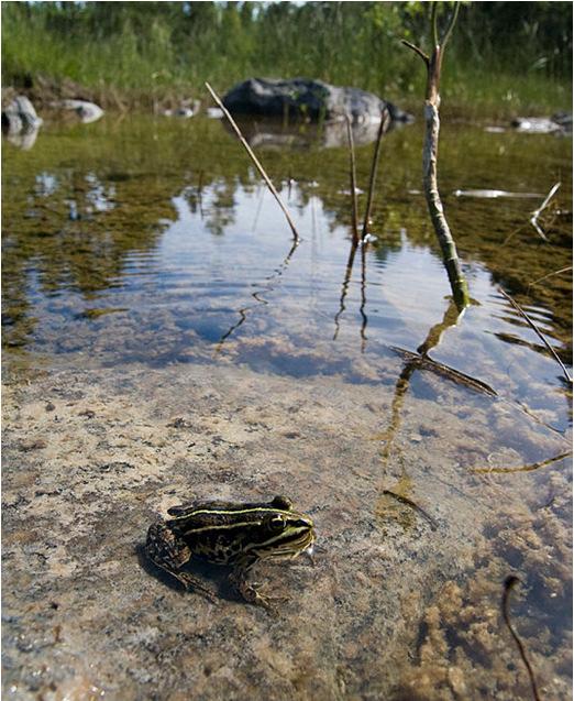 störning eller vid missöde Buller under uppförande och drift under riktvärden Särskilda naturvärden