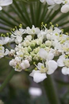 12 arter föreslås till den uppdaterade unionsförteckningen nilgås mårdhund bisam kamslinga papegojbladssläktet (Alligator weed) smalbladig vattenpest jätteloka jättebalsamin röd jättegunnera sidenört