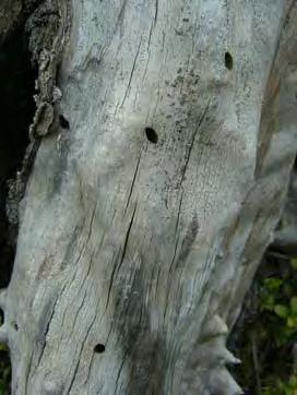 Trädhåv är en lufthåv med ett kort handtag och rak kant som består av ett gummiband, vilket gör att håven kan tryckas mot en trädstam samtidigt som man lossar på barken ovanför.