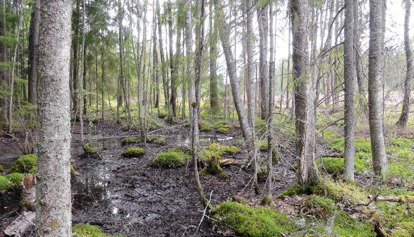 3 Målbilder för hänsyn till hänsynskrävande biotoper MÅLBILDER FÖR GOD MILJÖHÄNSYN hänsynskrävande biotoper Definition av hänsynskrävande biotop: Hänsynskrävande biotop är ett område med påtagliga