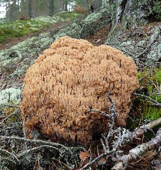 Många av dessa svampar har mycket gamla och långlivade mycel som huvudsakligen spridits vegetativt över till nya trädgenerationer i det aktuella området.