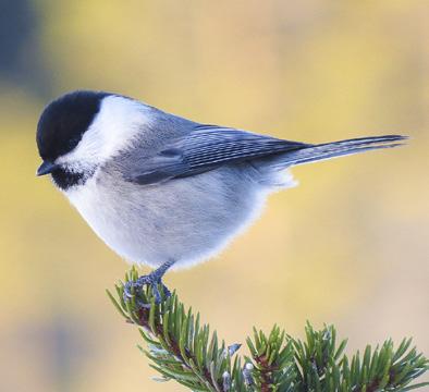 I denna zon sker vanligen ingen avverkning eller körning såvida inte åtgärden syftar till att förstärka eller nyskapa naturvärden.