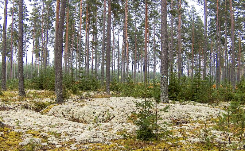 MÅLBILDER FÖR GOD MILJÖHÄNSYN kulturmiljöer foto: bo ulfhielm Kolningsanläggning Kolningsanläggningar är rester efter framställning av träkol som förr var en viktig råvara.