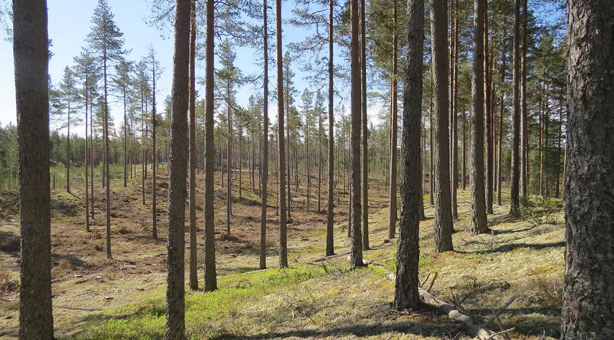 I äldre sandtallskogar är det även vanligt att det förekommer andra miljövärden som till exempel stigar, hålvägar, trivselplatser för friluftsliv, geologiska värden.