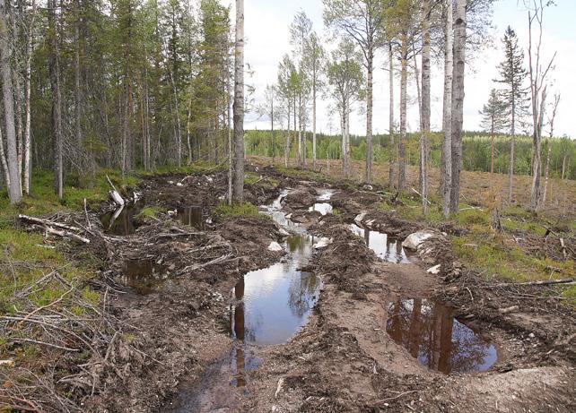 Foto: Per Simonsson Körskador som påverkar naturvärden i lämnad hänsyn, exempelvis hänsynsytor och detaljhänsyn Orsak: Naturvärden i lämnade hänsynsytor kan minska till följd av ändrade