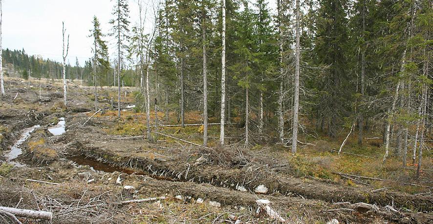 Här har körningen lett till att vatten från sluttningen avleds i hjulspåren som omger sumpskogsytan.