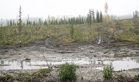 Torvmarker har, liksom andra våtmarker, betydelse för nettobildningen av metylkvicksilver i landskapet och skador i torvmarkerna kan leda till ökad belastning av metylkvicksilver från mark till