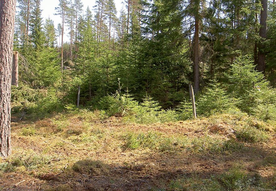 ensamliggande kolbotten. Träd kommer att växa på lämningen även om vi inte tillåter plantering.