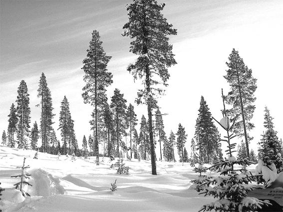 Tall nr 16, 24 cm diameter 2.0 Figur 1. Årsringsutvecklingen hos det största trädet, nr 16, i den trädgrupp som studerades 12 januari 2009. Gruppen visas i foto 1. Årsring, mm 1.5 1.0 0.5 0.