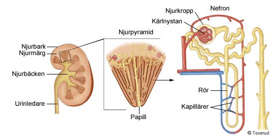 Njurarnas