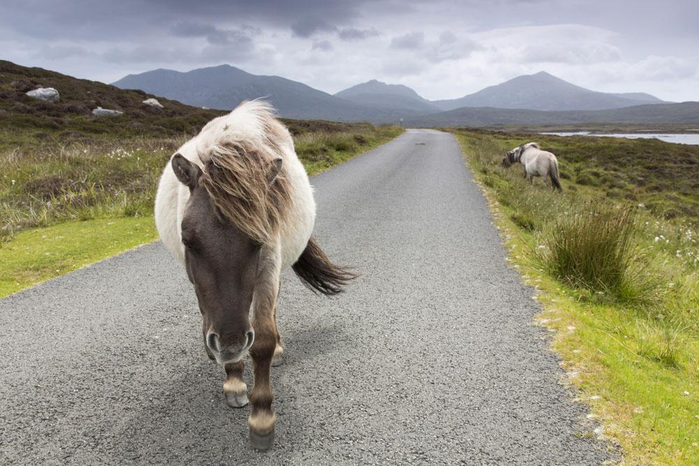 Hästarna på South Uist. Foto: Johannes Rydström Edition, Little Bay samt en exklusiv som endast finns på destilleriet. Stärkta av detta moment intogs sedan lunch på valfri lokal i stan.