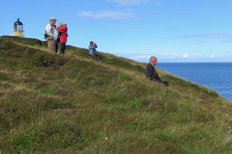 Kvällskådning vid Tiumpan Head. Foto: Mona Stråling de dunkla ljuset blev det fantastiskt med skrattmåsar och strandskator som silhuetter mot det rosa vattnet.