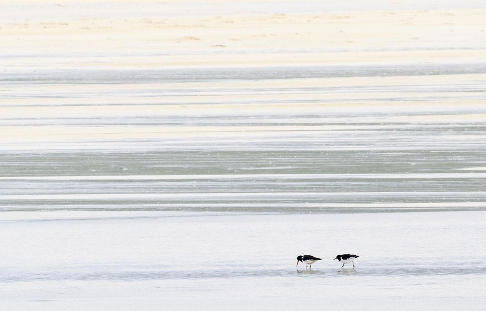 Strandskator på Sgarasta Beach 2 juli. Foto: Johannes Rydström Artlista fåglar Resan omfattade 11 skådardagar totalt, varav den första och den sista bara var halvdagar med transport.