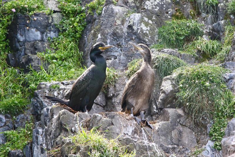 14 Mindre lira Puffinus puffinus 75 Färja South Uist 28.6 och 7 Sea of the Hebrides 5.