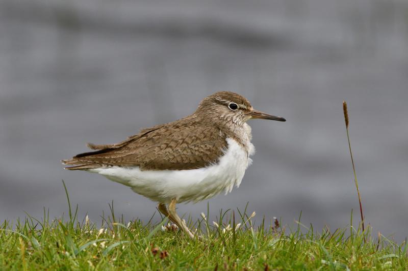 31 Rödspov Limosa limosa islandica 1 Callanish, Isle of Lewis 3.7 32 Storspov Numenius arquata arquata 2 Loch Druidibeg 28.6, 5 längs vägen 29.6 och 5 längs vägen 2.7. Observerad 7 dagar totalt 33 Rödbena Tringa totanus 2 North Ford Benbecula 29.