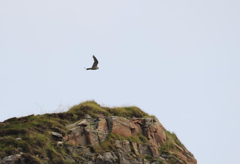60 Pilgrimsfalk Falco peregrinus peregrinus 1 Loch Skealtar 29.6 och 1 Sea of the Hebrides 5.7 Pilgrimsfalk Isle of Rùm 5 juli. Foto: Ola Bondesson 61 Skata Pica pica pica 1 Paisley, Glasgow 27.