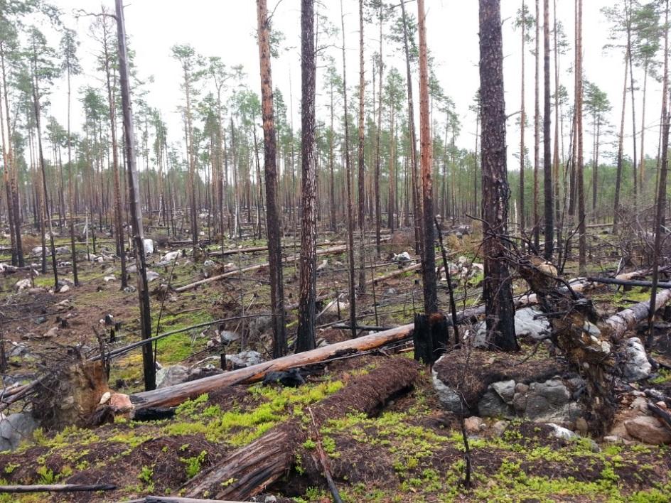 Sida 16 av 22 dokumenterat att det tar åtta år från det att man fäller en stam till dess att första kläckhålen från raggbock dyker upp.