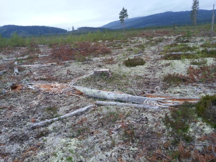 Sida 17 av 22 och har diskuterat med Holmen skog om åtgärder i landskapet för att främja raggbocken.