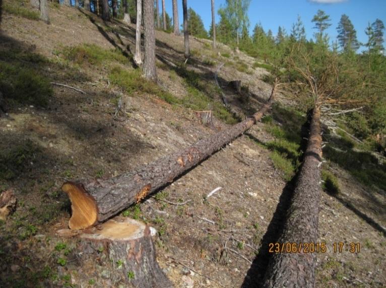 Sida 20 av 22 Figur 16: Av Holmenskog fällda tallar mellan Lockstamon och Vändåtbergets naturreservat. Foto: Pekka Bader.