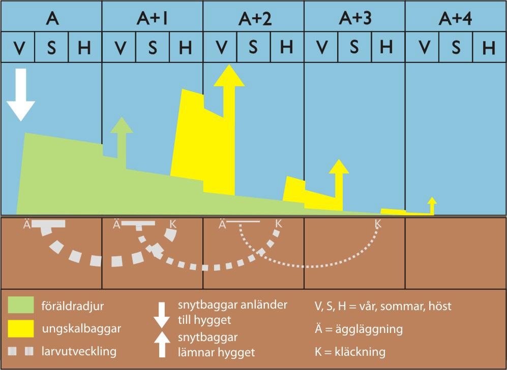 inväxning gynnas planteringspunkterna om markberedning utförts, då jorden behålls blottlagd längre kontra utan högskärm.