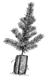 Figur 6. Fr. v. Illustration av täckrot-, barrot och hybridplanta (Johansson Welander u.å.) 1.4 Plantskydd För skydd mot snytbagge finns det både kemiska och mekaniska alternativ (Skogsstyrelsen).