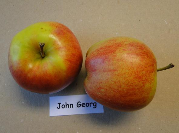 John Georg Beskrivning av frukten Plockmognad Skörd Medelvikt Hållbarhet i lager Shelflife John Georg ger platta frukter med grön grundfärg och röd täckfärg. Foderhålan är djup.