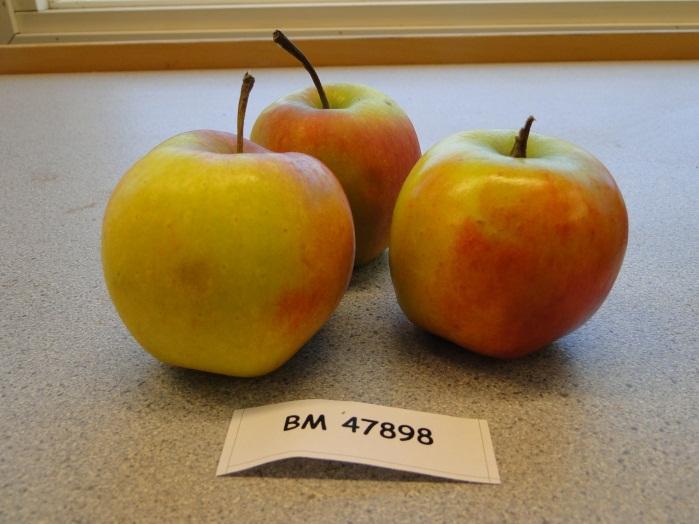 BM47898 Beskrivning av frukten Plockmognad Skörd Medelvikt Hållbarhet i lager Shelflife BM47898 ger äpplen med platt form. Grundfärgen är grön med mörkröd täckfärg.