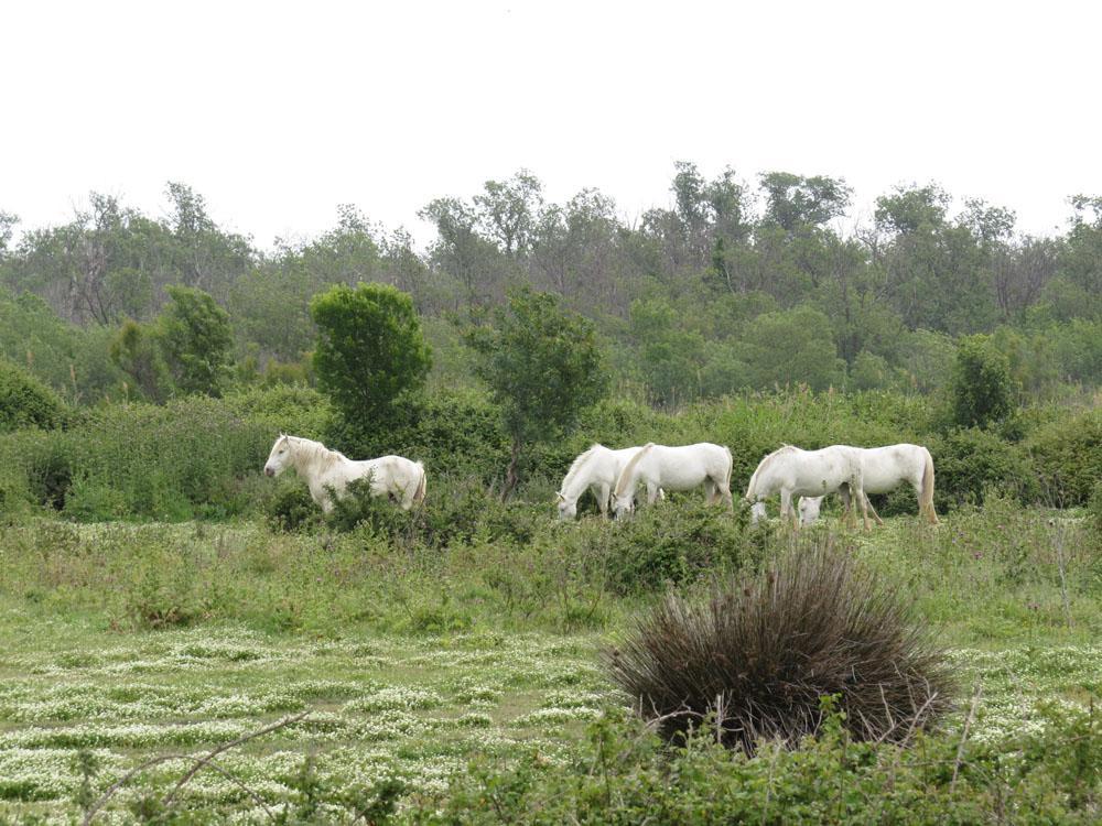 Camargue