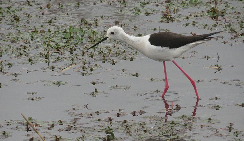 38 Sothöna Fulica atra atra Tämligen allmän Marais du Vigueirat 10.5, Mas d'agon 11.5 och Scamandre 12.5 39 Tjockfot Burhinus oedicnemus oedicnemus 1 hörd Coussouls de Crau 9.